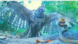 eagle against snake