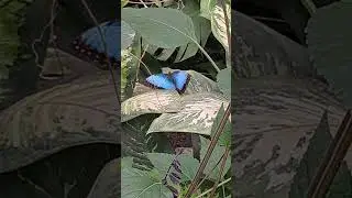 Motyl🦋 Morpho peleides 