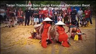 Naik Dango 2024 ll Taraian Tradisional Suku Dayak Kanayant Kalimantan Barat ll Taraian Nugal