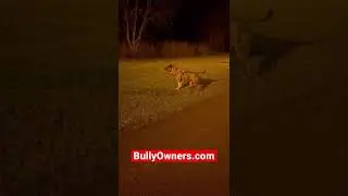 American Bully Prey Drive?