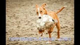 ИВИССКАЯ БОРЗАЯ