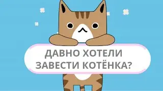 🐱🐈 Давно хотели ЗАВЕСТИ КОТИКА!?  Заведите котика УСПОКОИТЬ НЕРВЫ
