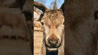 Brown Deer Eating Sound