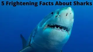 5 Frightening Facts About Sharks