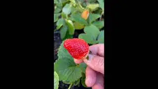 06: Delicious Strawberries in December