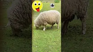 #nature #jokes #приколы