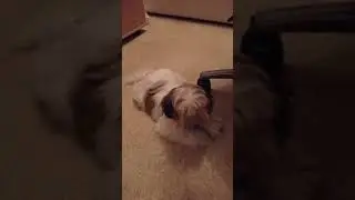 Ши-Тцу, самый милый щенок