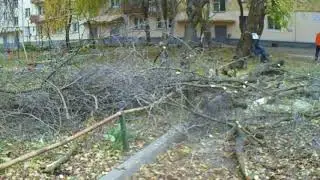 1 Уничтожение дерева во дворе