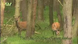 Red Deer Hinds - Edelhert - Cervus elaphus