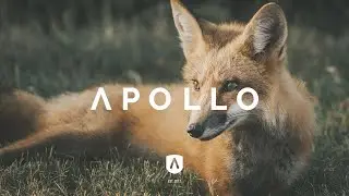 Moglii - Foxx