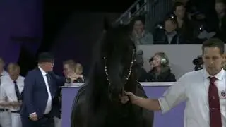 HK 2024   Event 8   Studbook Stallions approved from breeding season 2024   French