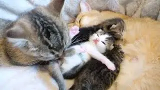 Sister cat Kiki dotes on baby kittens