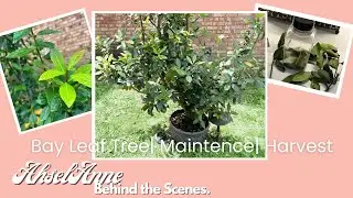 #GrowBayLeafTree: Uncover the Incredible Benefits!