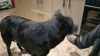 Самый послушный пёсель на этой планете или просто Чаруша)