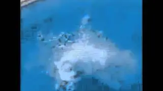 Вот это прыжок в воду !Прикол ! Ржач ! Prank !