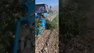 Qirg'iziston mosh o'rish texnikasi, dry bean harvester, mosh yulish texnikasi