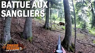 Battue aux sangliers - Mes premiers sangliers à la montagne