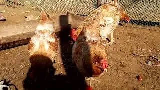 Семья Царскосельских кур уезжает к новому хозяину!!! Куры мясо-яичного направления!!