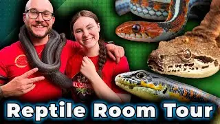 REPTILE ROOM TOUR 2023! 
