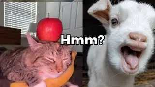 Top Unbelievable accidents | The sheep reaction (p43) #reaction #funnymoments