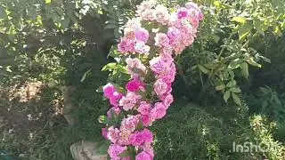 Брентано Роуз мускусный гибрид 🌹