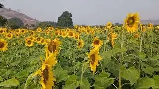 ☀️ sunflower natural place 