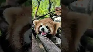 I'm off today. I'm going to lie down for a day.🥰🥰🥰#fy #trending #cute #adorable #redpanda #love