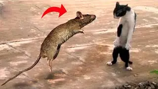 La Rata se equivocó al meterse con el GATO - El Poder del FELINO Doméstico / CAT VS RAT !!
