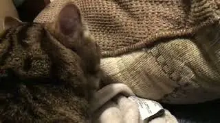What the cat doing sus moment