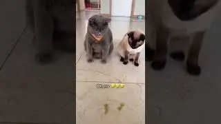 Несправедливость убила котика