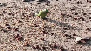 🦜 Parrot [ just bird's things💚]                      #birds #nature #parrot #naturebeauty