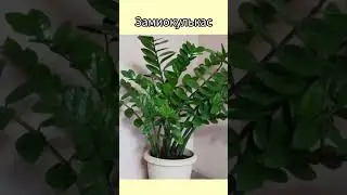 Семейство ароидные
