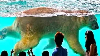 ТОП 10 САМЫХ СМЕШНЫХ СЕЛФИ С ЖИВОТНЫМИ
