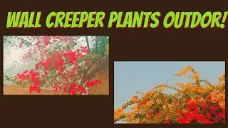 the front door flower tree/flowering plant for gate wall creeper/wall creeper plants outdor