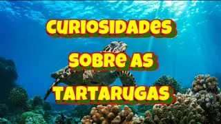 Curiosidades sobre as tartarugas