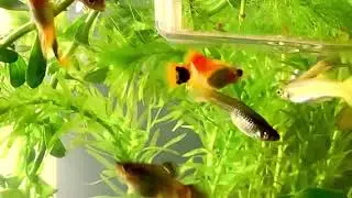Fish momma tries luring fishmates away from her babies 😍🐟 || Breeding tank ||