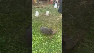 Rabbit cage cleaning time #sdsg #raisingrabbits #backyardfarming #farmchores #backyardchickens