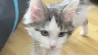 kitten just wants to cuddle