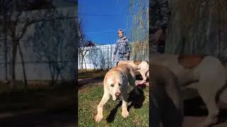 Охрана и стажер