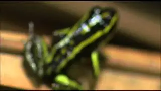 Amazing FROGS!!