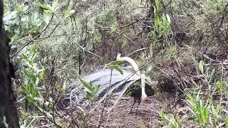 Lyrebird mimics a Laughing Kookaburra