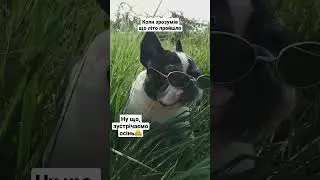 #tiktok #bulldoog #французскийбульдог #осінь #тренди