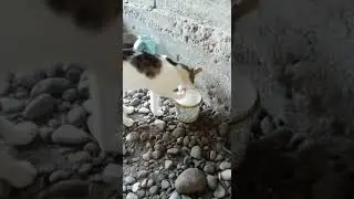КОТ-ОБЖОРА!!! Как он ест, это надо видеть!