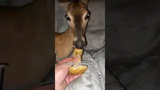 Ask for help with a fawn with a stuck body #animals #love #shorts