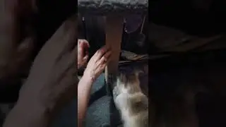 УЧУ КОТА ПОЛЬЗОВАТЬСЯ КОГТЕТОЧКОЙ🐈🐾
