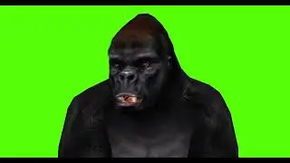 AFRICAN GORILLA #3 || GREEN SCREEN || 4k || ANIMATION  || FREE 3D