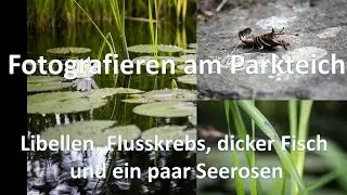Libellen, Seerosen und ein dicker Fisch im Parkteich