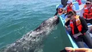 Jorge el Curioso - Close Encounters with a Grey Whale