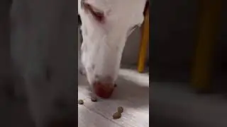 Хороший пылесос 😆