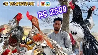 Haripur aseel murgha mandi ma sale  lag gayi cheap rates|sasti tareen mandi😱